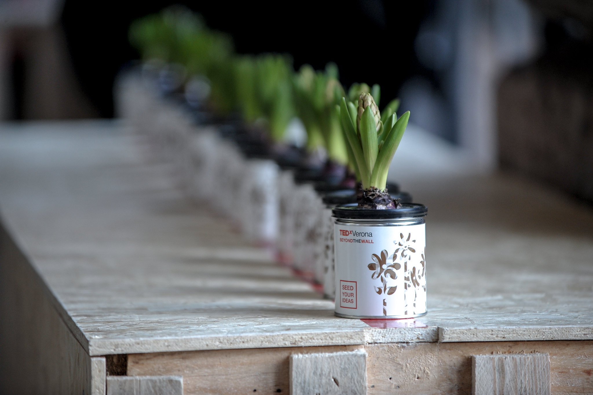 Seed Your Ideas - TEDxVerona Beyond the Wall plant pots